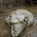 crocodile_american_tar_v_1571_cos2574.jpg